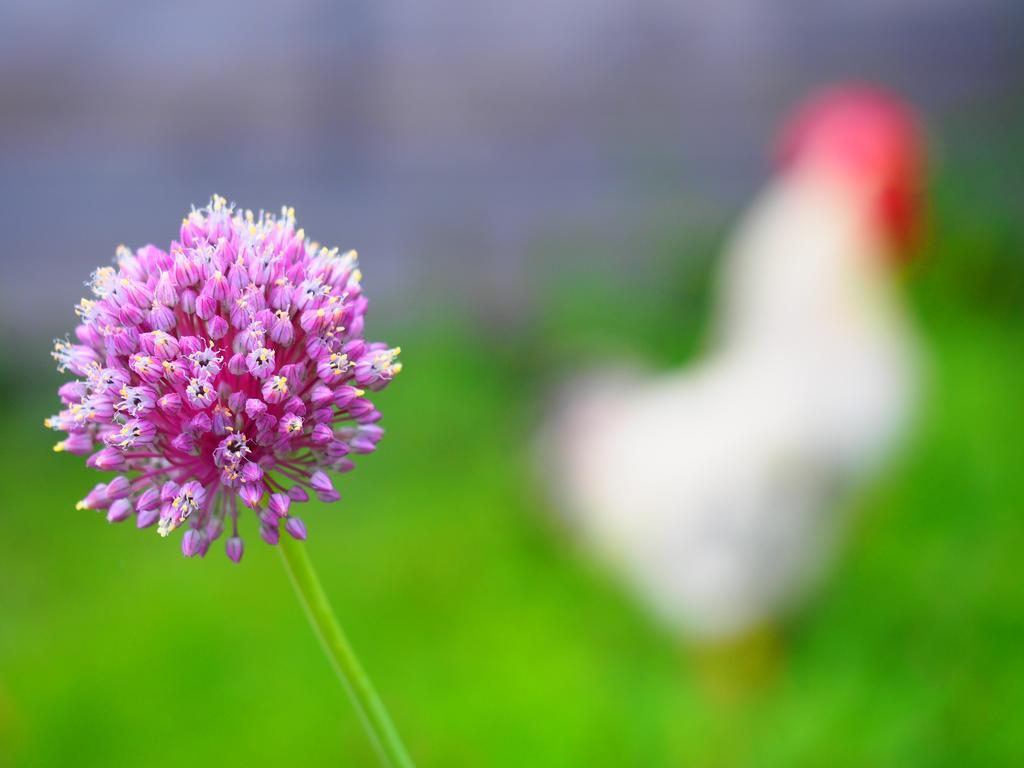 Il Giardino Di Rosmarino Panzió Pontremoli Kültér fotó